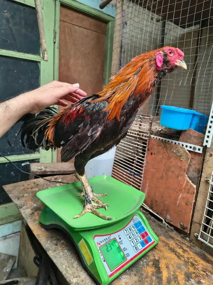 Ayam kampung jago berat rata- rata 2,5kg