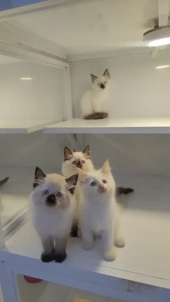 Kucing kitten ras himalaya mata biru jantan betina