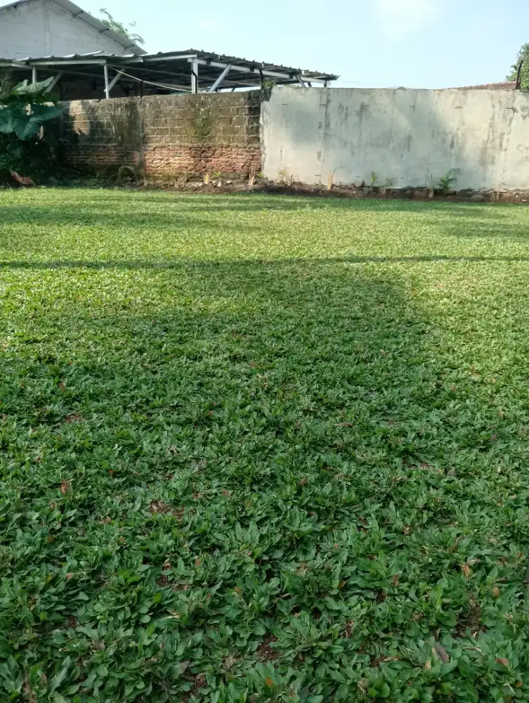 Rumput taman gajah mini murah