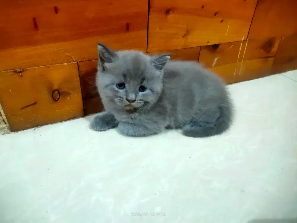 Kucing BSH blue promo Disc 30%