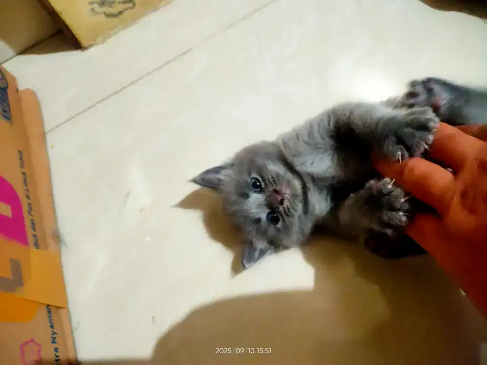 Kucing BSH blue