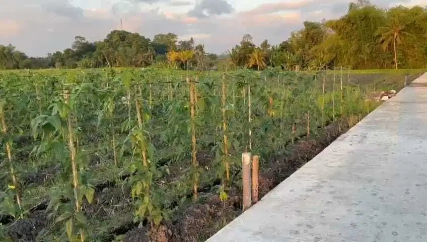 Dijual tanah komersil dekat pantai lokasi kedungu tabanan