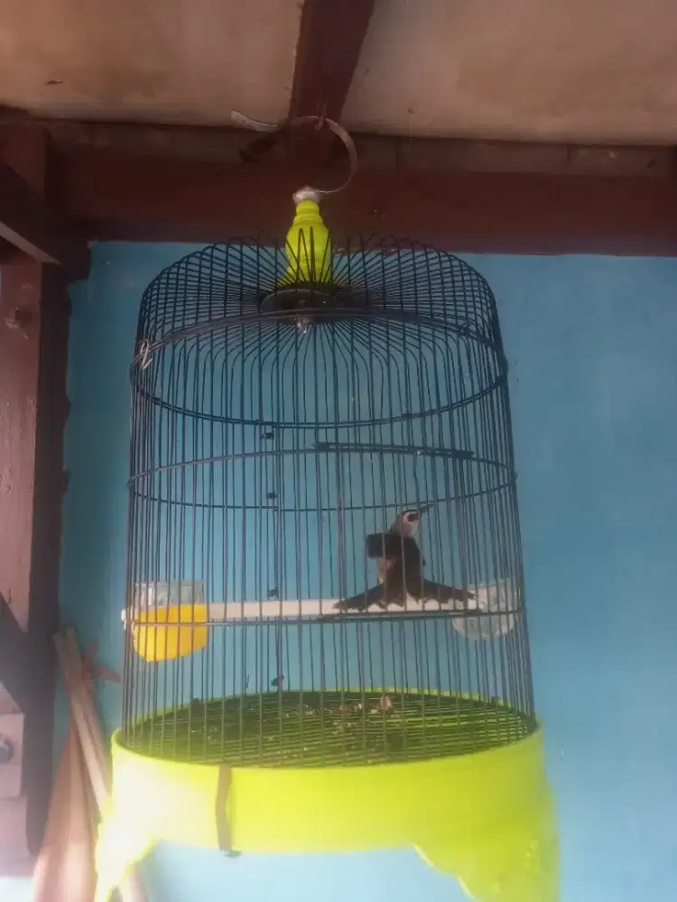 Burung trucuk dan sangkar