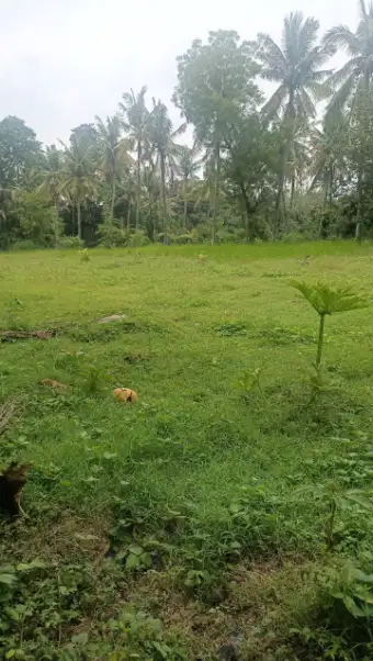 TANAH MURAH 3 HEKTAR DI BULELENG SINGARAJA