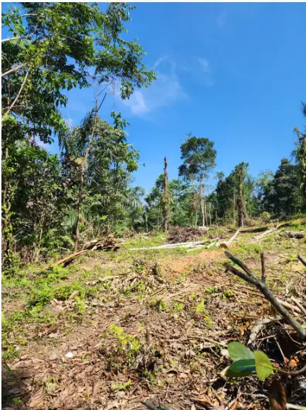 Tanah kavling kebun durian penebel Tabanan