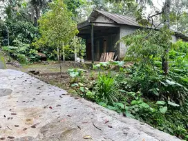 KEBUN DURIAN LUAS MURAH  BONUS RUMAH DI KEMUNING MGARGOYOSO
