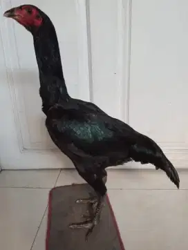 Ayam betina koytrad sisik full ubed
