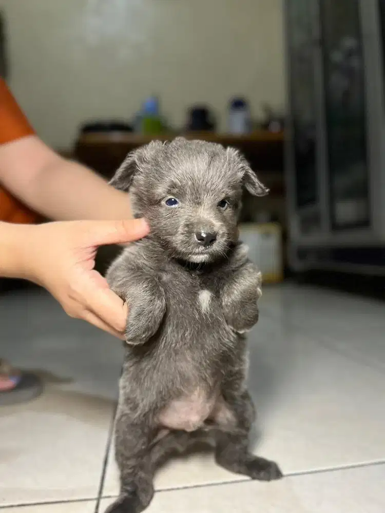 Dijual Anak Anjing Mix Kampung x Pudle