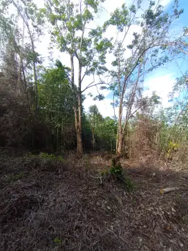 Jual kebun karet