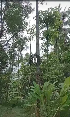 Dijual tanah kebun murah Wonosalam, Jombang