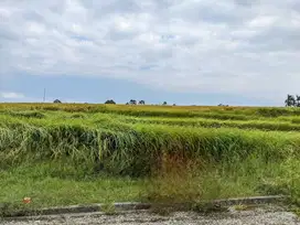 Land Freehold 405 Sqm In Beraban Tabanan