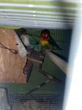 LoveBird sepasang
