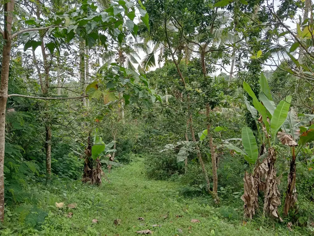 Dijual tanah kebun alpukat los sungai murah di selemadeg Tabanan bali