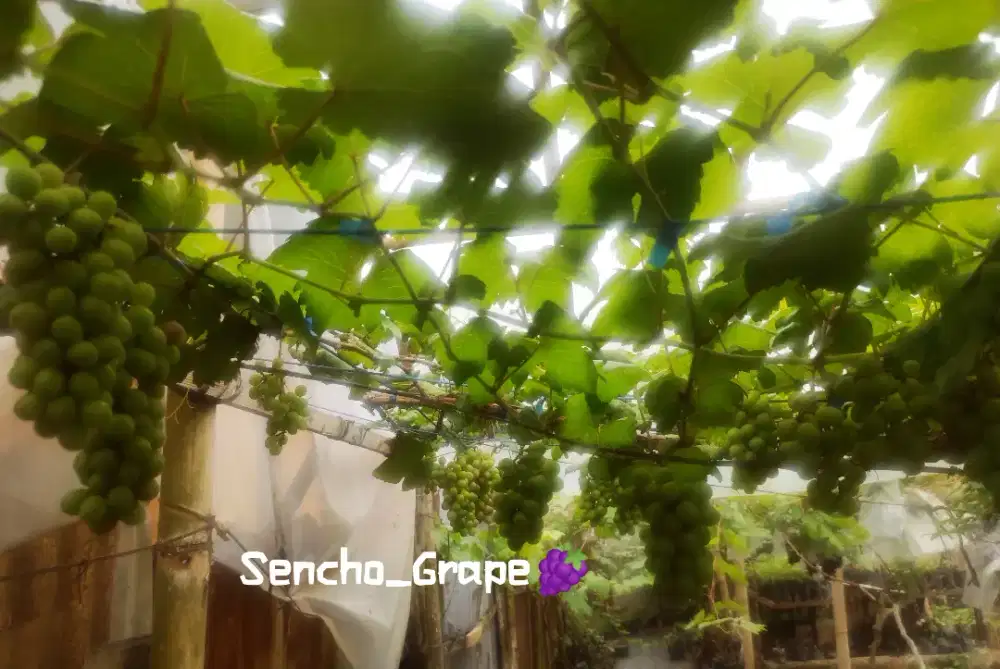 Bibit Anggur Manis
