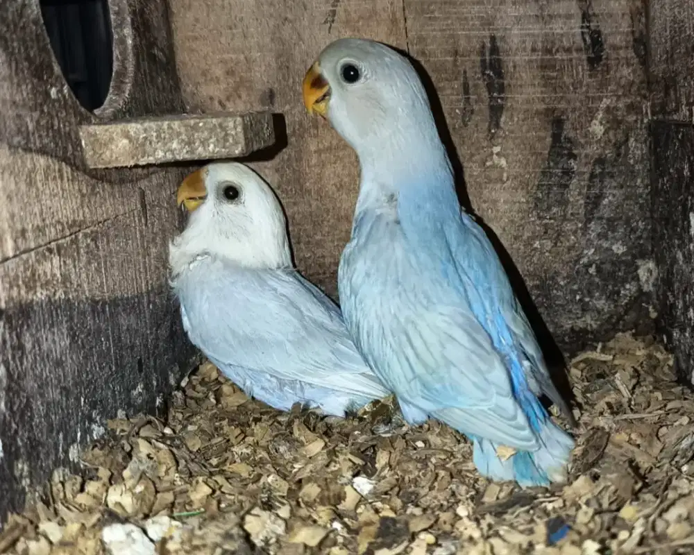 Lovebird non klep marble