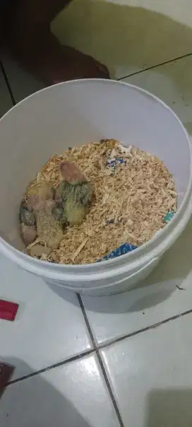 Lovebird lolohan / anakan biola