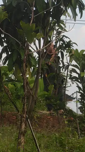 miliki kavling sawah estetik dan produktif di nuansa alam golden view