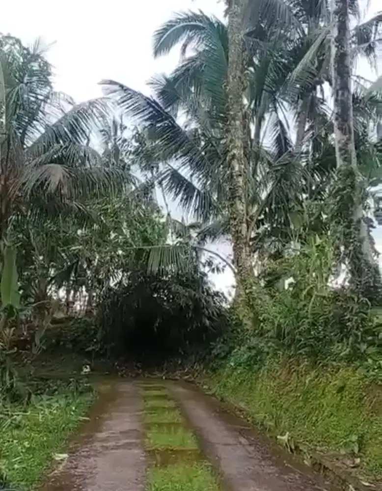 dijual tanah komersil los sungai tegalalang ubud