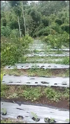 Kebun Jeruk Murah Poncokusumo Malang