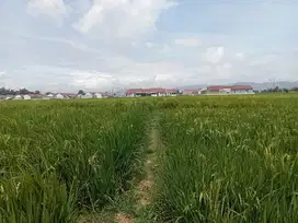 DIJUAL LAHAN SAWAH  LOKASI SEKITAR PERUMAHAN
