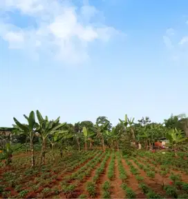 Kavling Murah Bojonggede Bogor Cicil 12x Bunga 0%