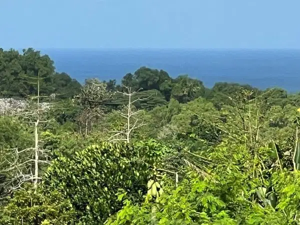 6800sqm sea view land in jl Belimbing Sari, Pecatu, Bali