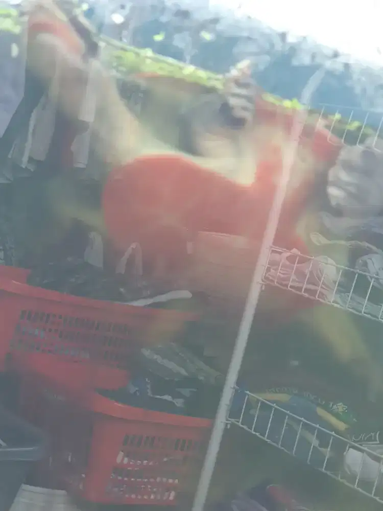 Induk jantan dada merah 17cm