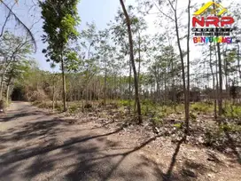 Dijual Tanah Prospek Untuk Kavling dan Gudang di Rogojampi- Banyuwangi