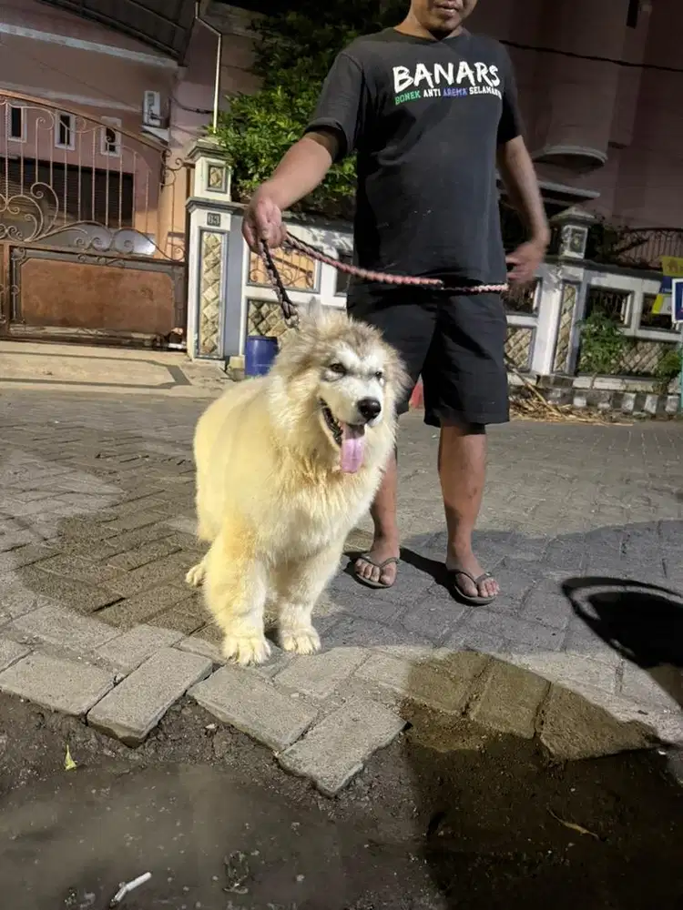 anjing giant alaskan malamute