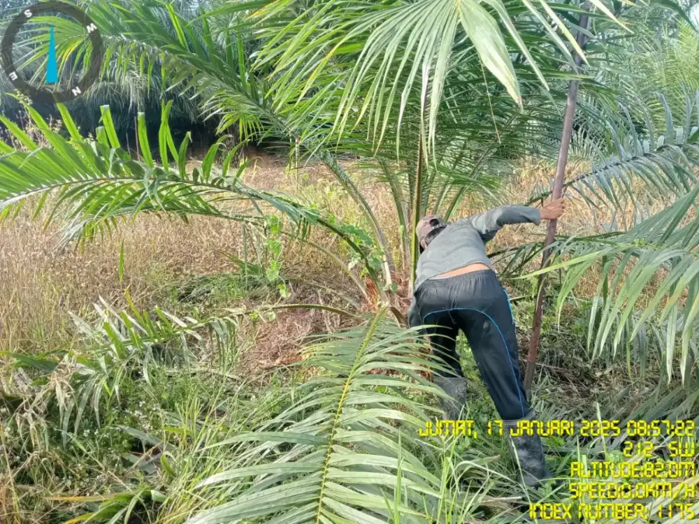 Loker perkebunan kelapa sawit manen dan Juga mupuk REAL NO PENIPUAN