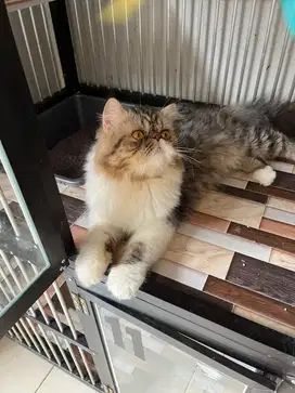 PACAK KUCING PEAKNOSE LONGHAIR