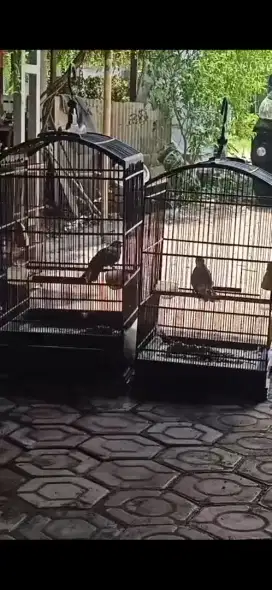 Di jual sepasang burung cucak Rowo .beli satu juga boleh umur 2thn lbh