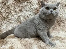 British Short Hair (BSH) Lilac Solid