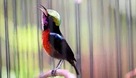 Kolibri Ninja Gacoran Harian