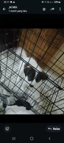 Baby kintamani mix