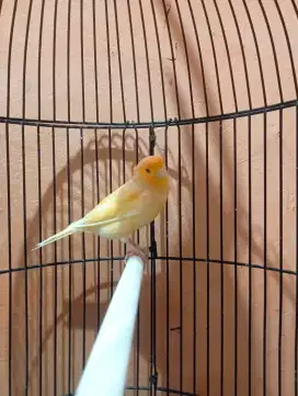 Burung kenari AF Gacor Body big