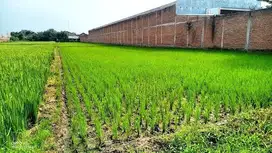 Jual tanah zona industri akses tronton Gatak sukoharjo