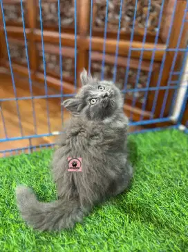 Ready kucing Persia