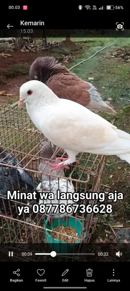 Merpati kolongan