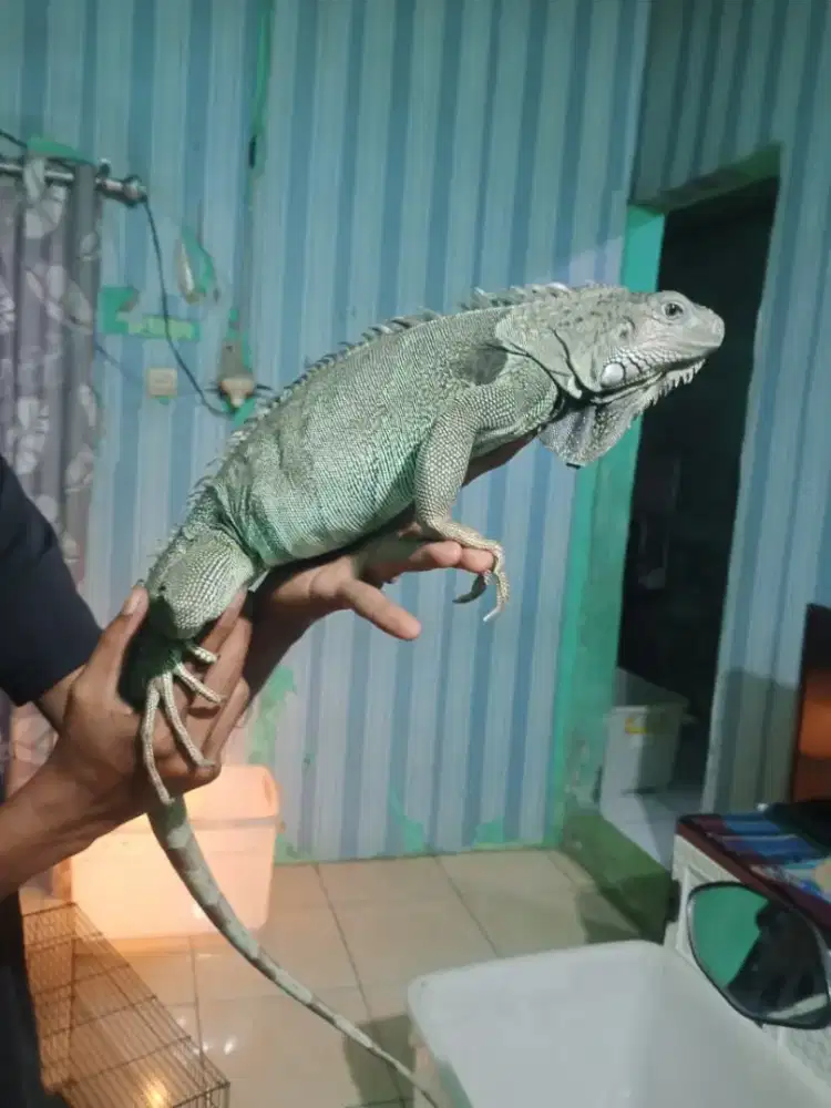 Blue iguana betina