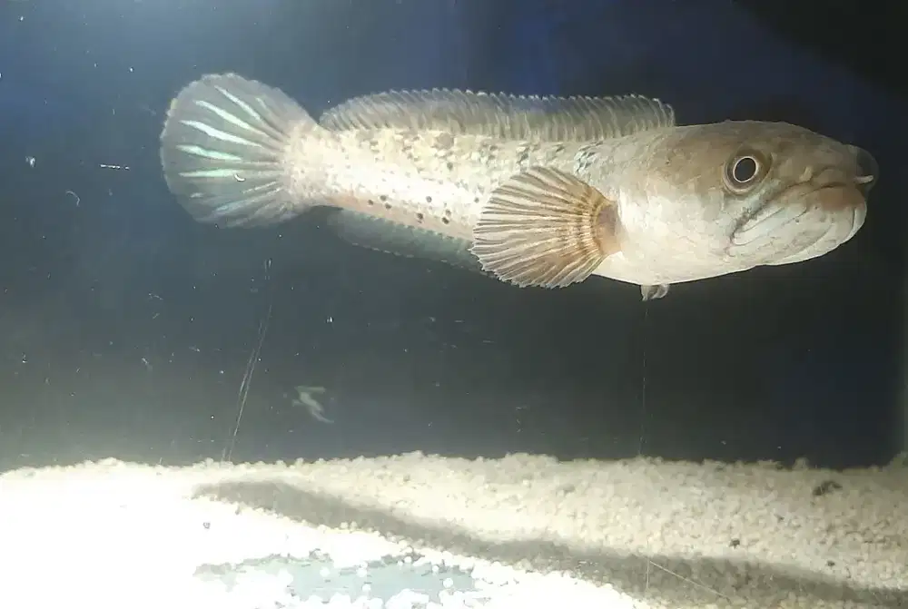 Ikan channa stewarti