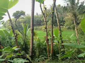 Dijual tanah murah dijumantono