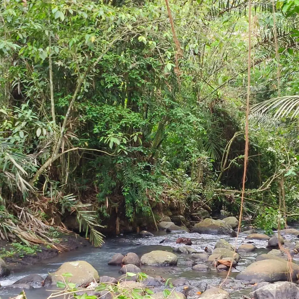 Kebun manggis Los sungai murah di tabanan