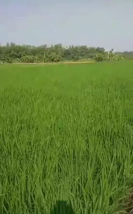 Dijual sawah produktif milik pribadi