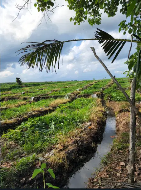 tanah murah 1,4 hektar di pantai pasut tabanan