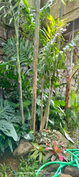 pembuatan taman rumah