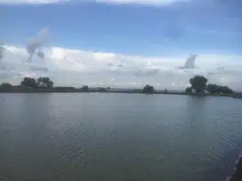 Di jual lahan empang di tanam ikan bandeng  di serang Banten