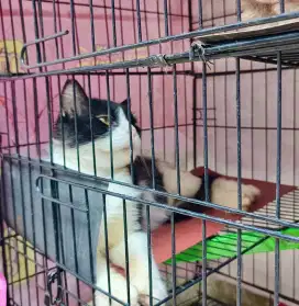 Kucing jantan STERIL