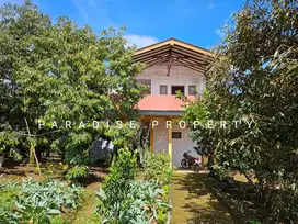 Kebun Durian di Malang