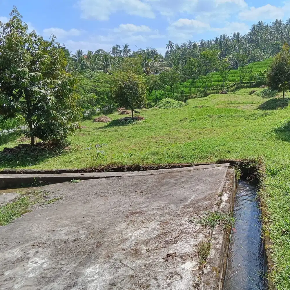 Di jual tanah kebun durian tabanan selemadeg 50are